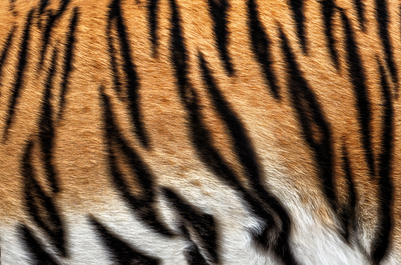 Amber Tiger Spot