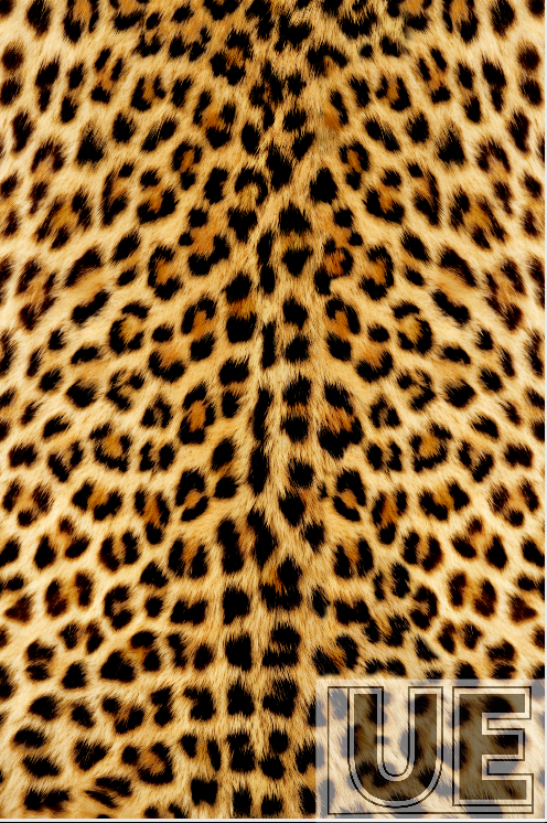 Jungle Leopard Language