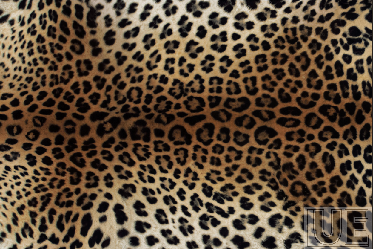 Leopard Shadow