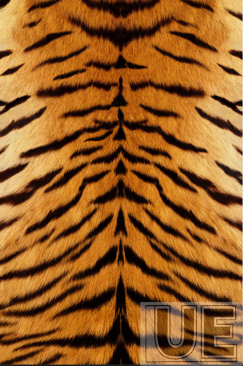 Tiger Shadow