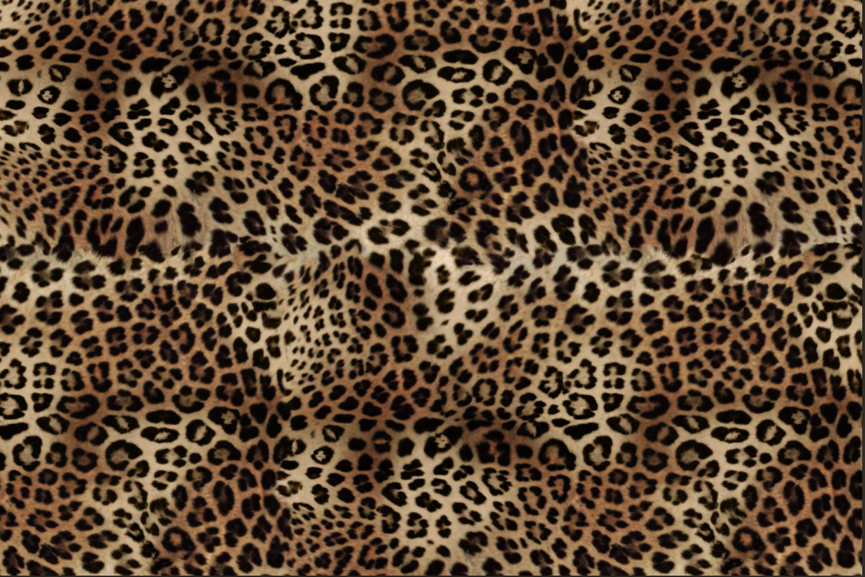 cheetah