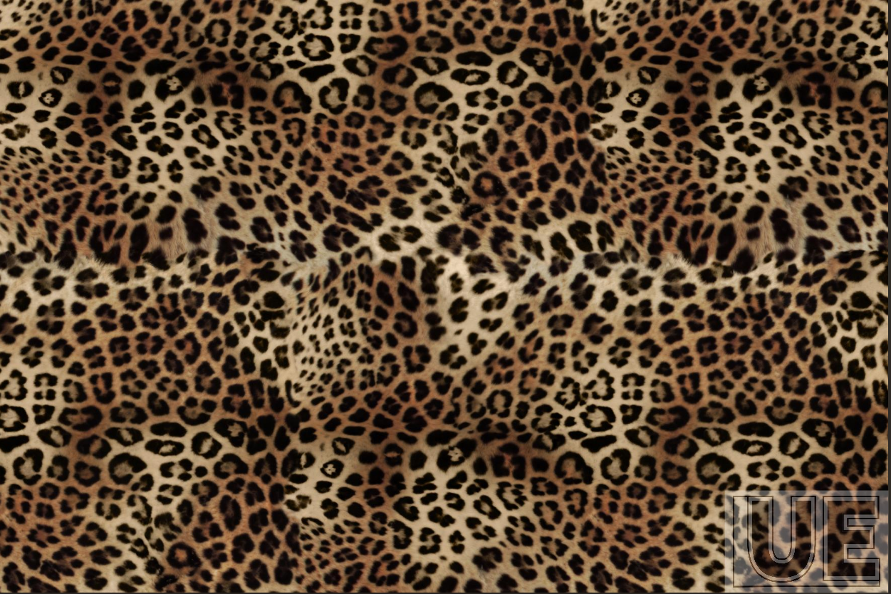 cheetah
