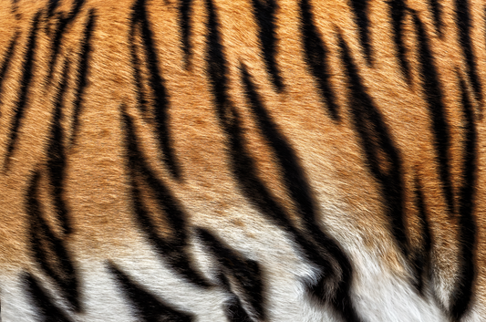 Amber Tiger Spot