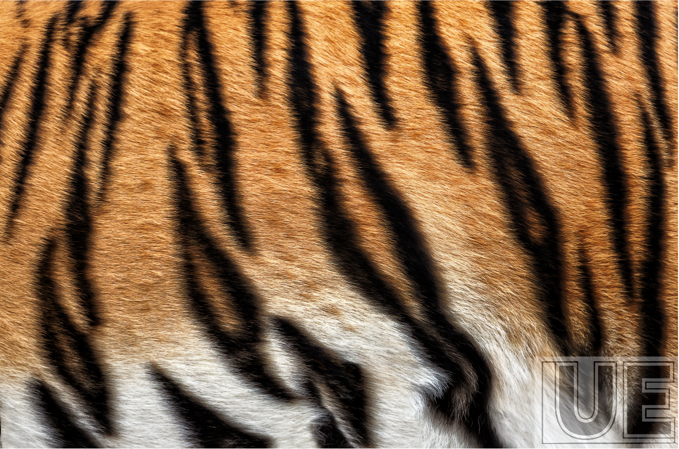 Amber Tiger Spot