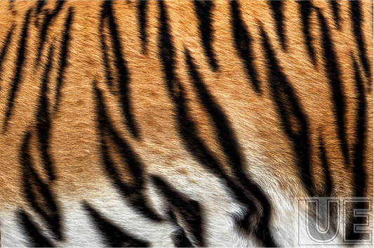 Amber Tiger Spot