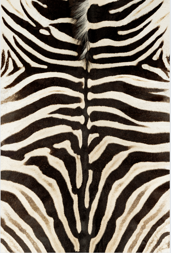 Black and white herd of beasts