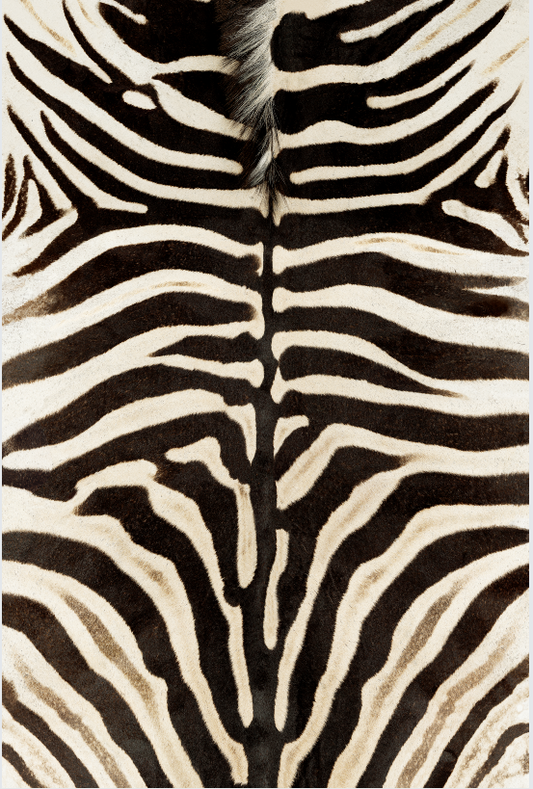 Black and white herd of beasts