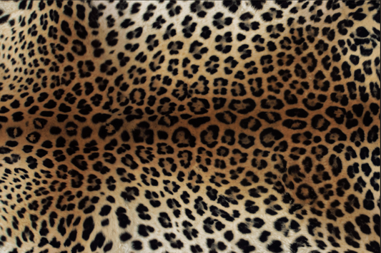 Leopard Shadow