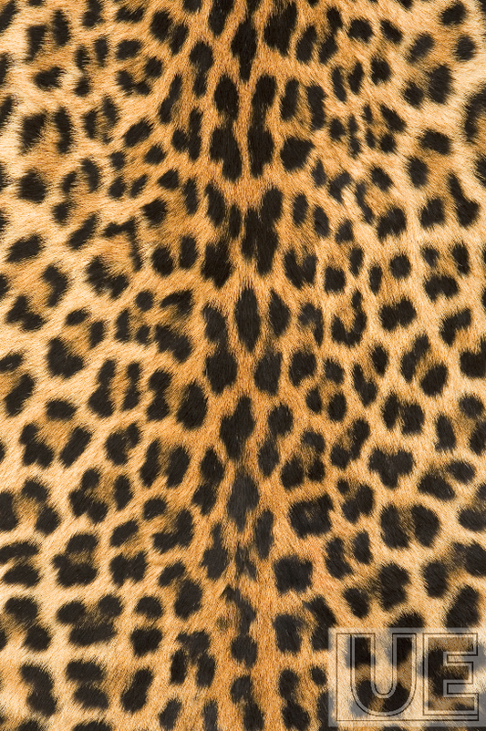 Leopard Shadow Flame