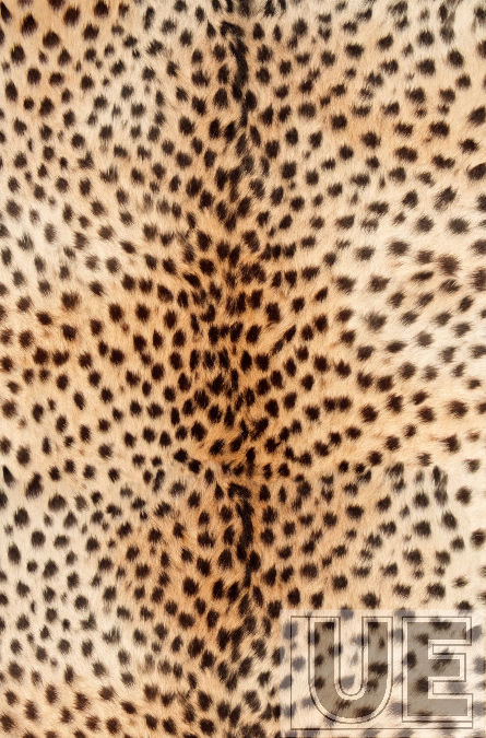 Leopard Shadow