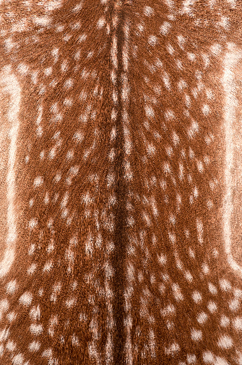 The Language of Spots