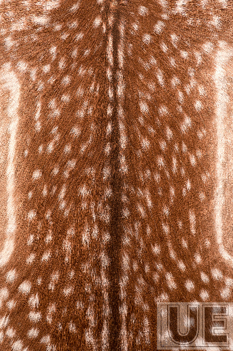 The Language of Spots