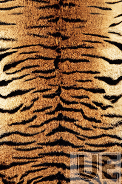 Urban Tiger