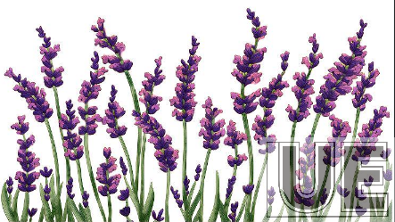lavender